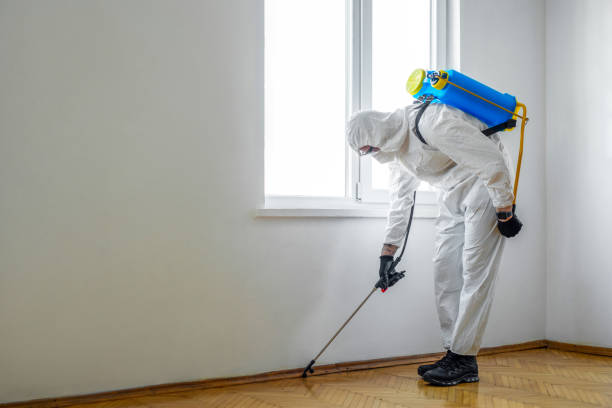 Best Flea Control Services  in Wichita Falls, TX