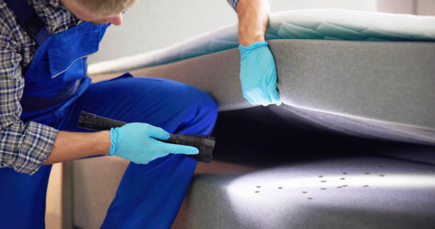Best Local Pest Control Services  in Wichita Falls, TX