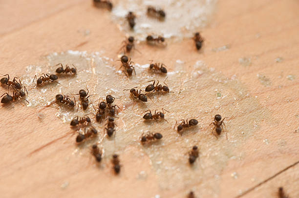  Wichita Falls, TX Pest Control Pros